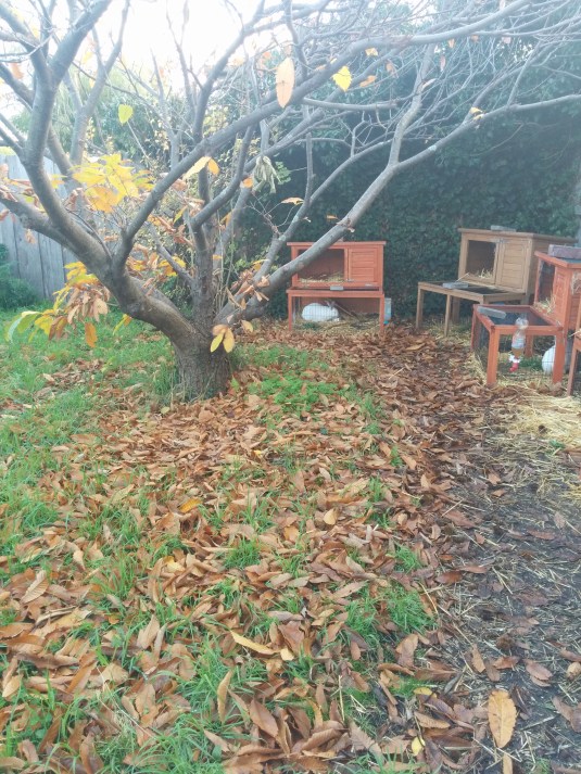 Bunnies at Breakfast 2 June 2015