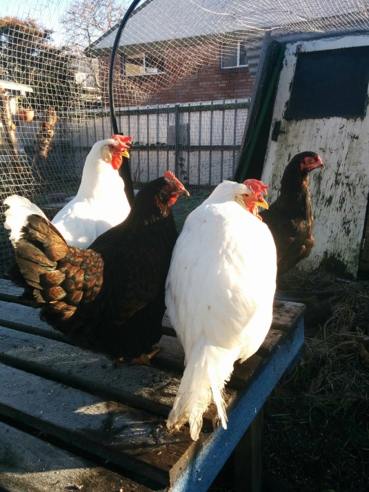 L - R: Hipster, Mephisto, Emo and Henrietta