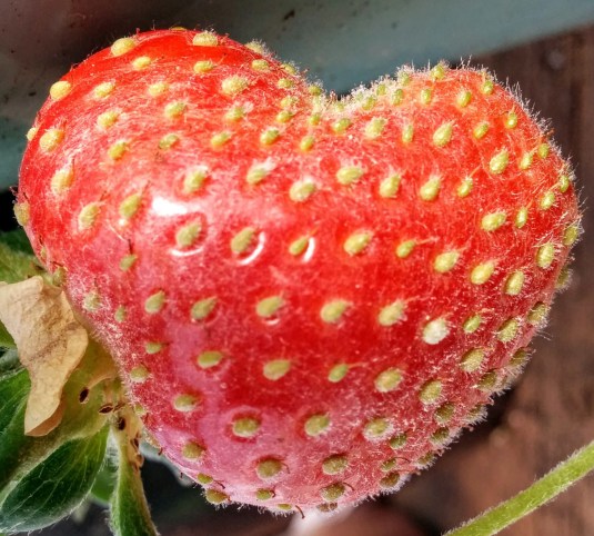 A heart-shaped Strawberry discovered in my garden