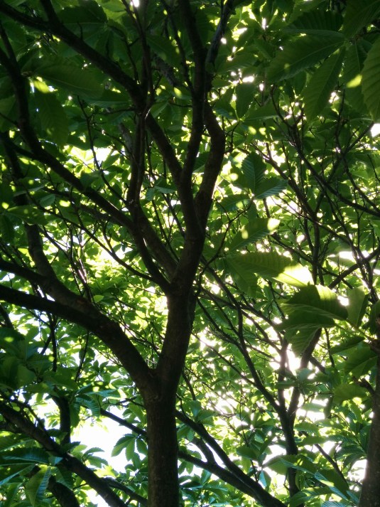 My favourite spot under the Chestnut tree