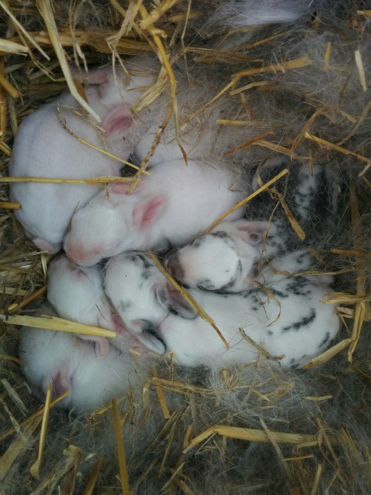 One week old 13th Nov