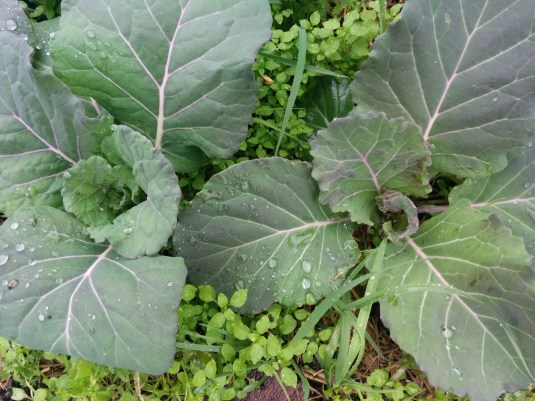 Italian Purple Savoy Cabbages with baby weeds!